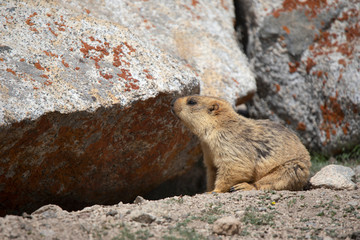 Long Tailed Marmot,  Marmota caudata, Khardugla, Jammu and Kashmir, India
