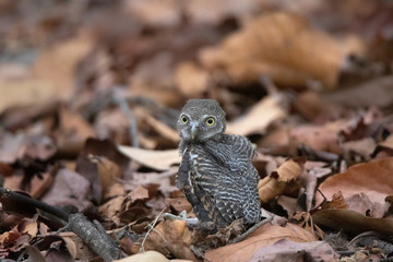 Jungle Owlet,  Glaucidium radiatum, Bandhavgarh Tiger Reserve, Madhya Pradesh, India