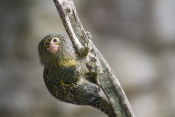 Kleiner Affe auf einem Ast