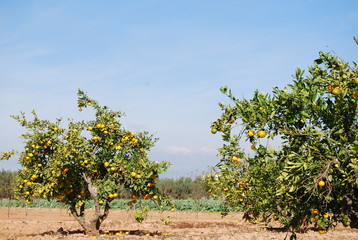 Fototapeta na wymiar Valencia Orange Orchard in October