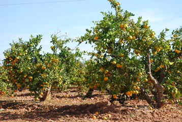 Fototapeta na wymiar Valencia Orange Orchard in October
