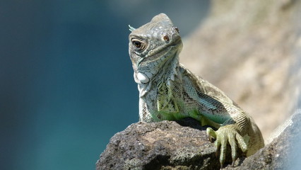 Iguane 18