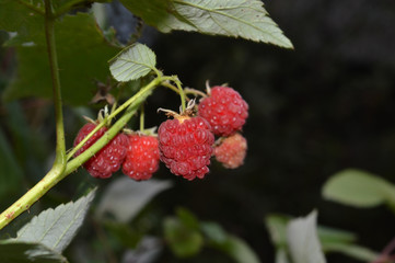Ripe raspberries, juicy, red, large, growing in the garden at the cottage.