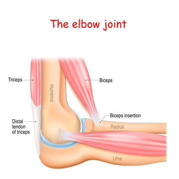 Anatomy of a elbow joint