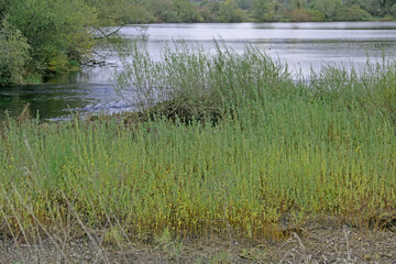 Flusslandschaft im November