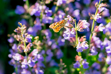 Red Admiral butterfly on a sage flower