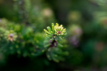 Spruce tree branch with young sprout; bokeh background; closeup