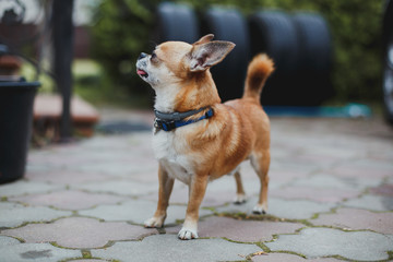 beautiful red dog chihuahua stands on a tile on the street in the courtyard of the house 1