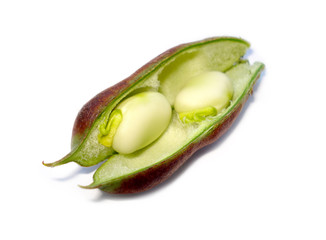 Vicia Faba, Broad Beans. Russian black beans in milk ripeness.