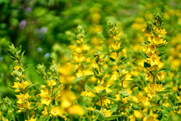  Yellow flowers in blossom, close up 