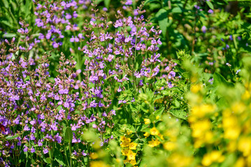 Red Admiral butterfly on a sage flower