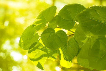 Fototapeta na wymiar Closeup nature view of green leaf on blurred greenery background at morning sunlight with copy space using as background natural green plants landscape, fresh wallpaper concept.