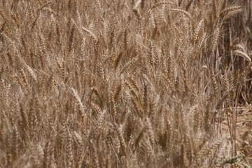 champ de blé détail