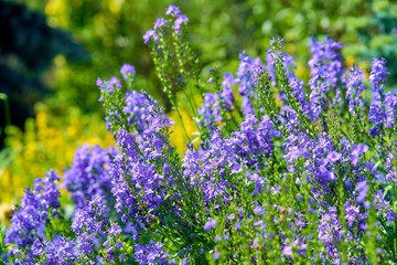 Obraz premium blue flowers in blossom, salvia 