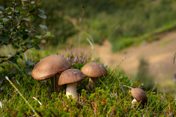 Short brown mushroom with blurred hills on background