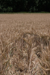 champ de blé détail