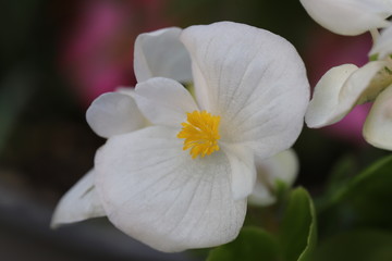 Fototapeta na wymiar ベゴニアセンパフローレンスの白い花