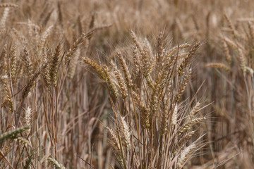 bouquet de blé dans champ