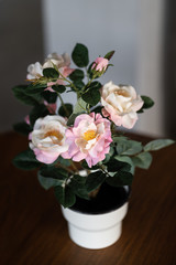 Pink blooming rose in white pot which is used for interior decoration in hotel lobby. Selective focus and close up photo.