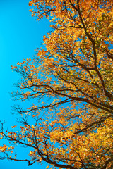 Autumn in Sumava National Park                               