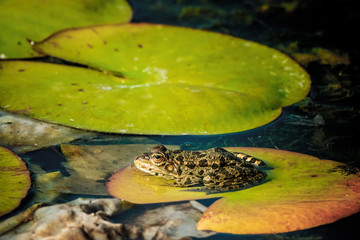 frog on leaf of water lily flower