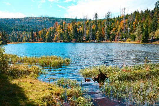  Autumn view of Lake Laka in Sumava National Park                              
