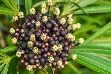 Close-up view of tropical berries