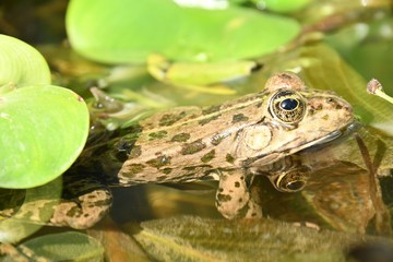 grenouille