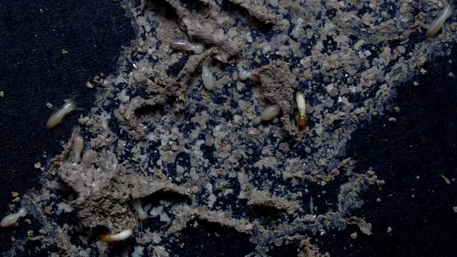 closeup termite walking on black background