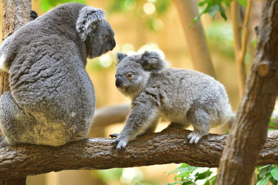 Zoophilia Bilder Durchsuchen 2,898 Archivfotos, und