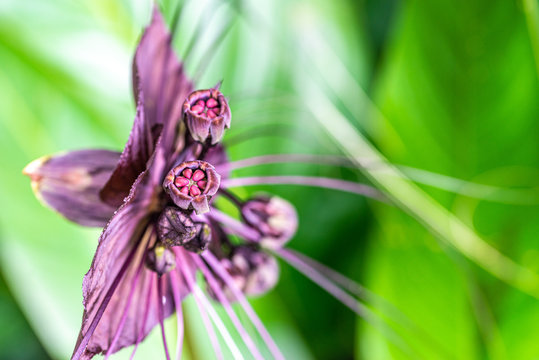 The genus Tacca, which includes the Bat flowers, consists of ten species of flowering plants in the order Dioscoreales, native to tropical regions of Africa, Australia, and south-eastern Asia.
