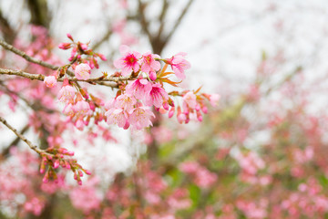 Pink blooming tree or sakura  in Thailand