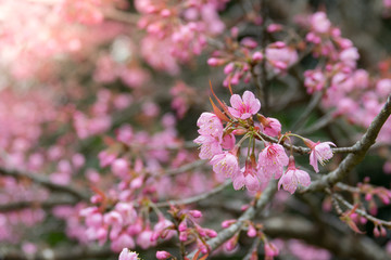 Pink blooming tree or sakura  in Thailand