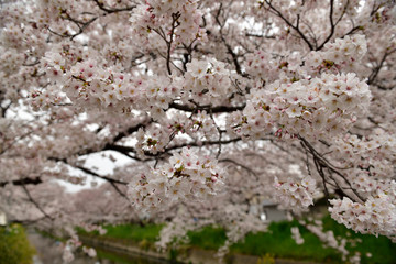 五条川の桜