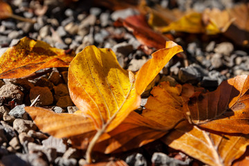 Herbstlaub, Blätter im Herbst