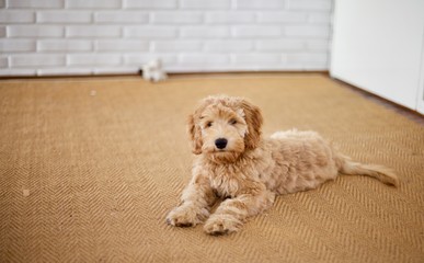 Adorable red labradoodle puppy dog