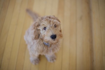 Adorable red labradoodle puppy dog © Bubusarchive