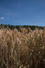 champ de blé et arbres