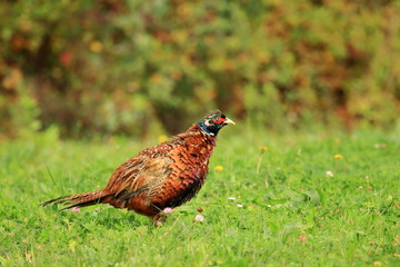 Common pheasant on green meadow