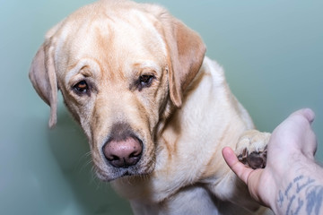 Perro Labrador dando la pata