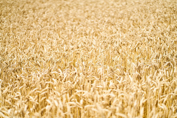 yellow field of wheat
