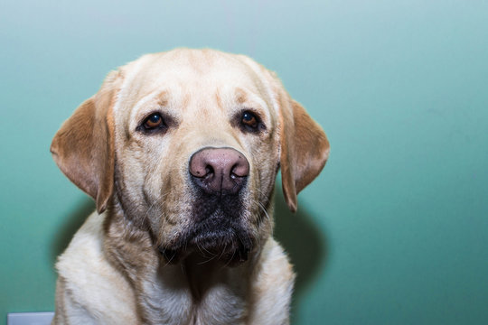 Retrato de un perro Labrador Retriever
