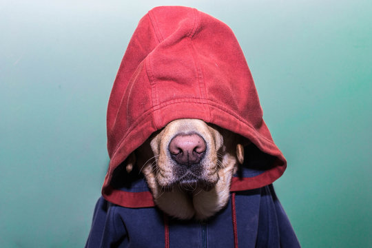 Perro encapuchado, gorro de sudadera