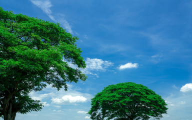 Green tree with branches on blue sky and white clouds. Big tree on sunny day. Tropical trees with green leaves in the garden. Beauty in nature. Outdoor park for recreation. Clean environment.