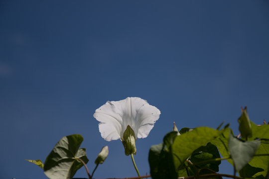 fleur de liseron