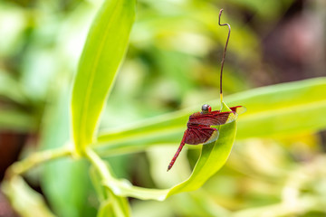 Macro view of red dragonfly resting on leaf. Daytime nature wallpaper background.