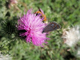 macro fiore e insetti