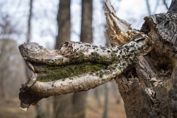 Obraz premium lizard on a tree