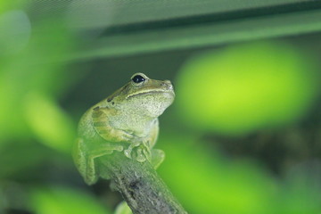 Obraz premium Frosch im Grünen