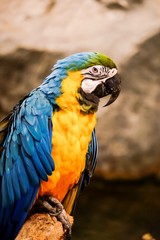 Blue and Gold Macaw (Ara ararauna) is standing on the Tree branch.